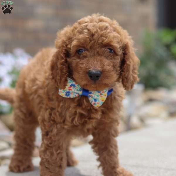 Harley, Mini Goldendoodle Puppy